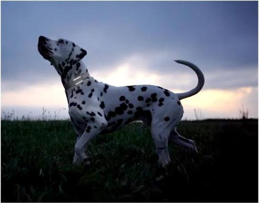 Actual product image Tractive GPS Tracker Dog 6 (Dog)