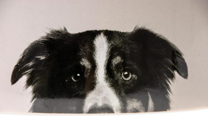 Image du produit Karlie Gamelle pour chien en céramique (1.50 l)