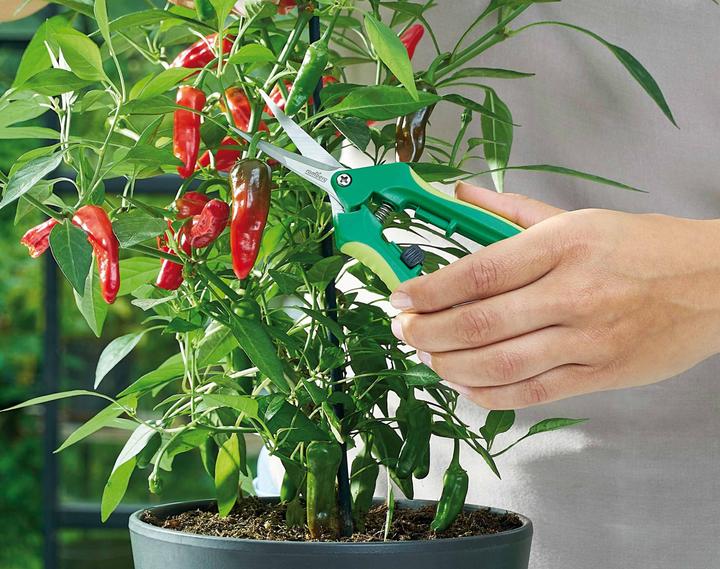Produktbild Romberg Ernteschere Curved