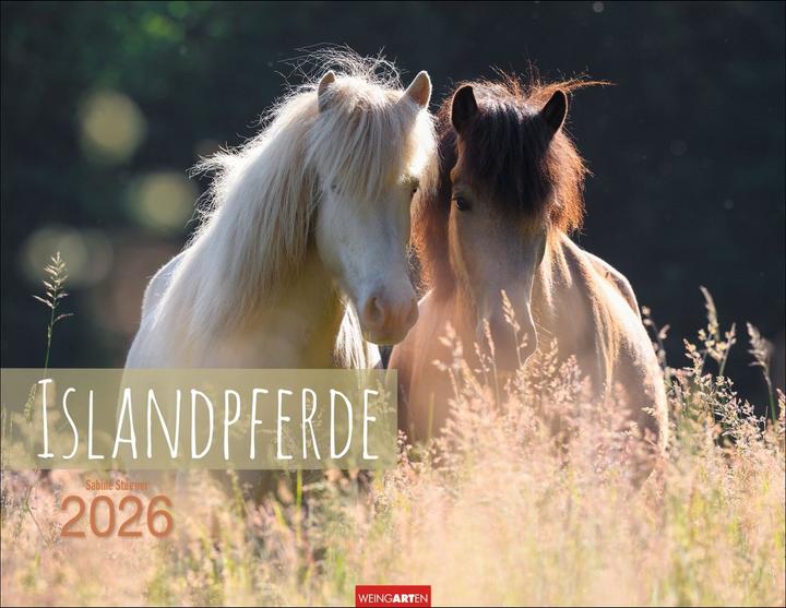 Produktbild Islandpferde Kalender 2026 (44 x 34 cm, Harter Einband, Deutsch, Englisch)