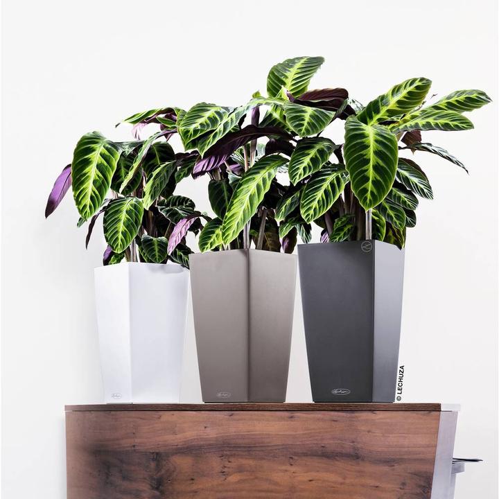 Immagine prodotto Lechuza Colore Cubico (22 cm)