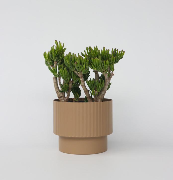 Image du produit Plant in a Box Crassula ovata Hobbit - Plante de jade (55 cm)