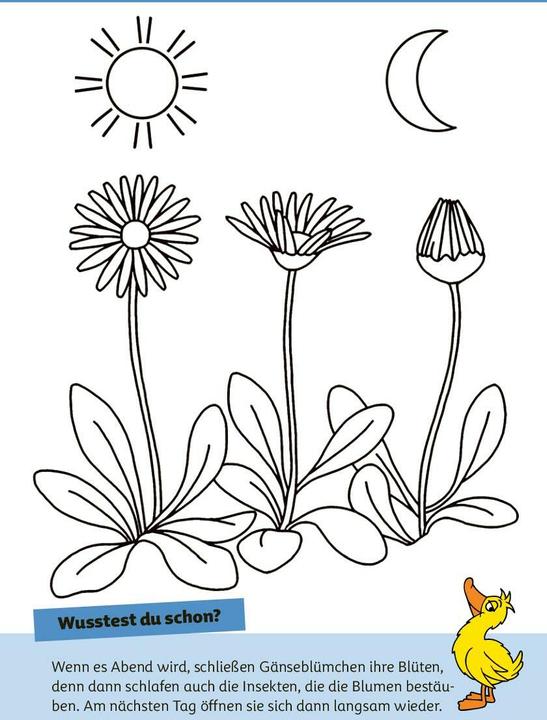 Image du produit Die Maus - Malblock mit Sachwissen Natur und Tiere (Allemand, pen2nature, 2024)