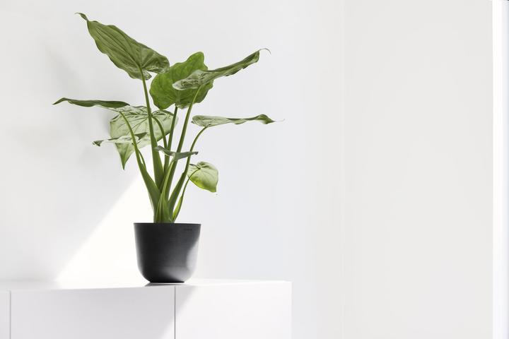 Immagine prodotto Ecopots Oslo Mini (19 cm)