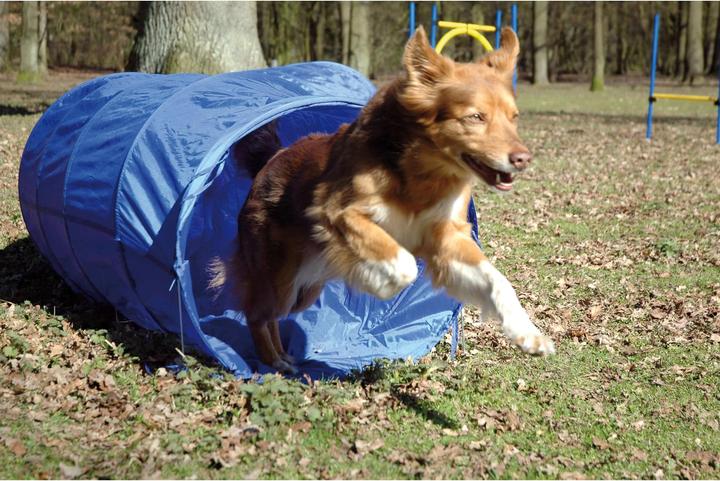 Actual product image Dobar Agility tunnel (Agility)