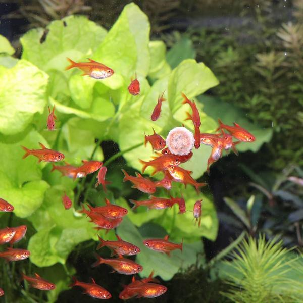 Produktbild JBL Aquaristik und Terraristik ProNovo TAB M 100ml (Zierfische, 100 ml)