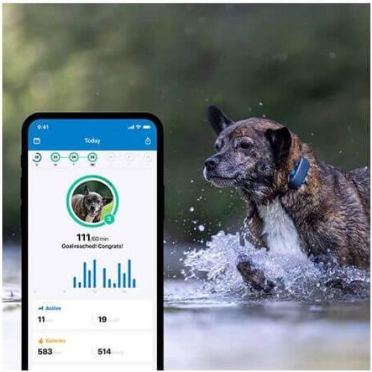 Actual product image Tractive Dog 4 GPS Tracker for Dogs (Cat, Dog, Walks)