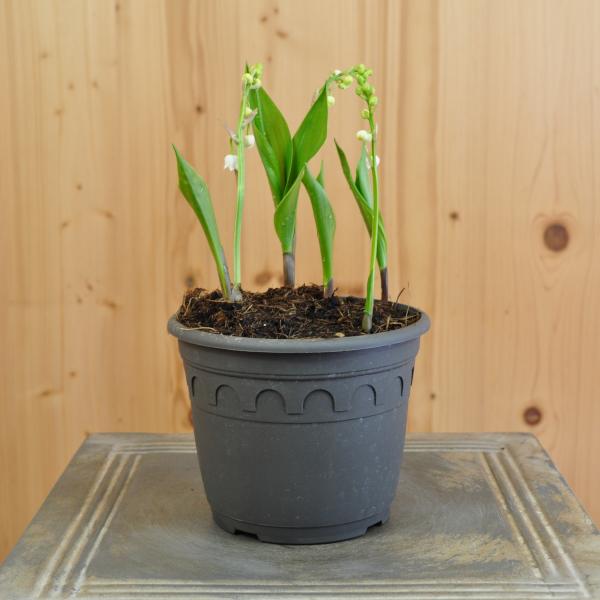 Produktbild Säntispracht 3 er Set, Das altbekannte Maiglöckchen - Convallaria majalis
