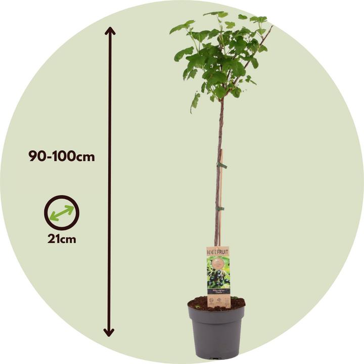 Produktbild Plant in a Box Ribes nigrum Titania - Schwarze Johannisbeere (90 cm)