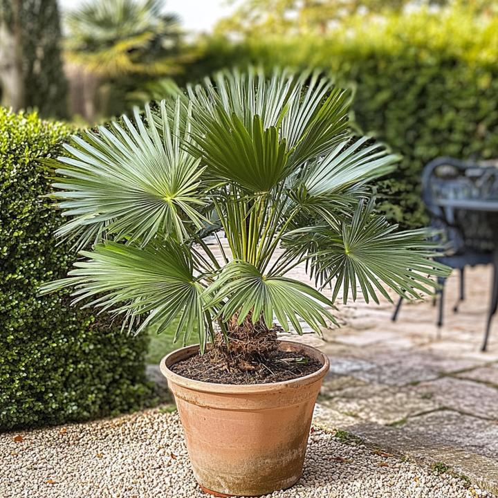 Image du produit Plant in a Box Chamaerops Humilis - Zwergpalme (50 cm)