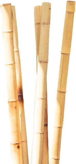 Actual product image Windhager Bamboo cane
