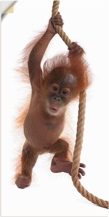 Image du produit Artland Bébé orang-outan suspendu à une corde I T5RI (20 x 40 cm)