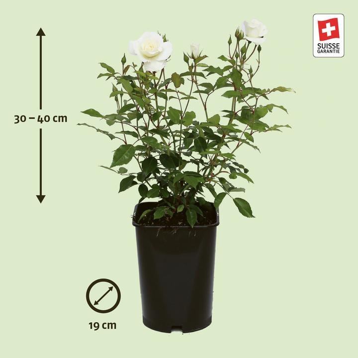 Actual product image Zulauf Rose (40 cm)