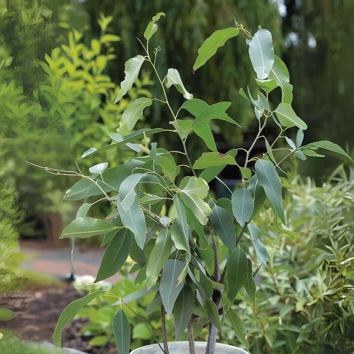Produktbild Plant in a Box Eucalyptus Citriodora - Eukalyptus (35 cm)