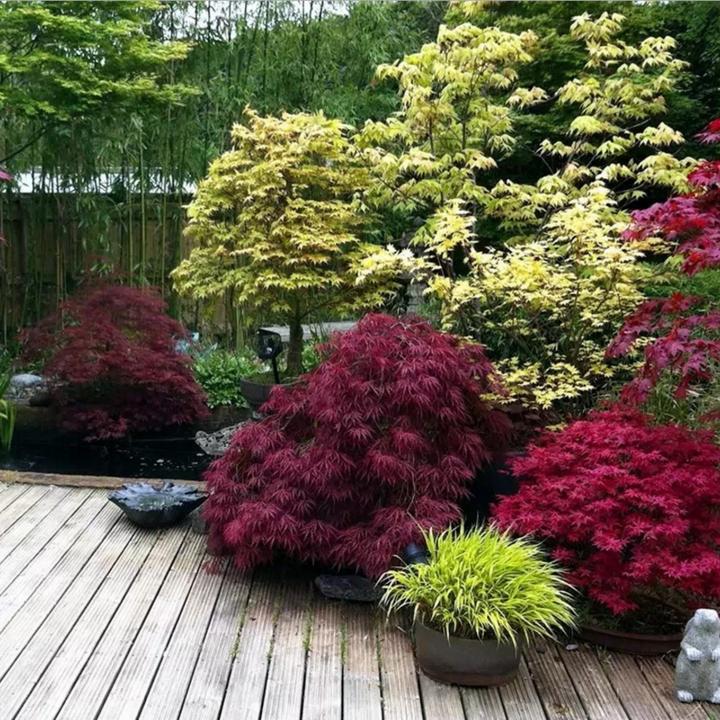 Produktbild Plant in a Box Acer palmatum 'Atropurpureum', 'Beni Maiko', 'Orange Dream' - 3er Mischung Ahornbäume (70 cm)