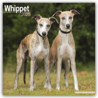 Produktbild Avonside Publishing Ltd.:Whippet - Klei (305 x 305 mm, Deutsch)