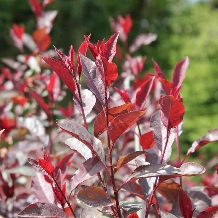 Image du produit Zulauf Zwerg-Blut-Pflaume / Prunus cistena (125 cm)