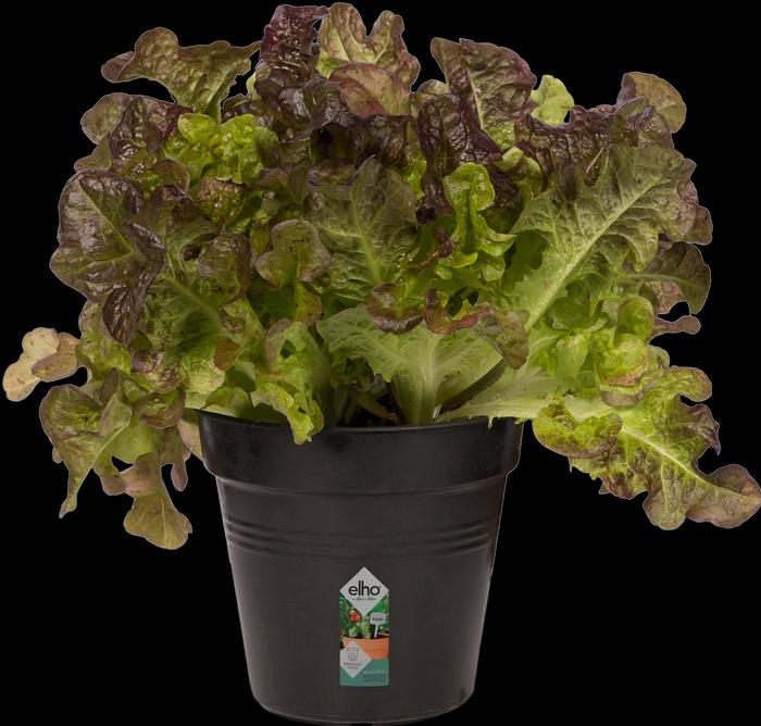 Image du produit Elho Planter (11 cm)
