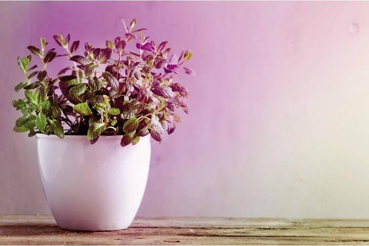 Productafbeelding Paulmann Plantaardig licht (GU10, 3.50 W, 95 lm, 1 x)