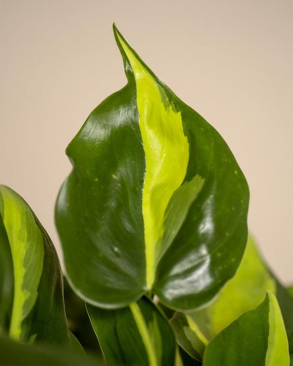 Immagine prodotto feey Philodendron scandens Brasil (25 cm, Appena rinvasata)