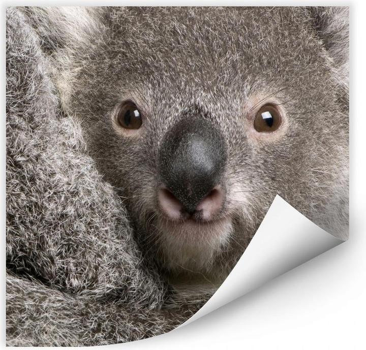 Image du produit Trenddeko Koala en peluche (30 x 30 cm)