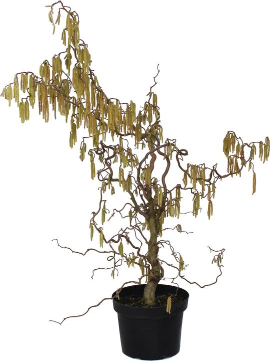Immagine prodotto Zulauf Korkenzieher-Hasel / Corylus avellana 'Contorta' (80 cm)
