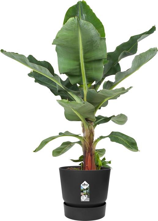 Actual product image Elho Greenville (24.48 cm)