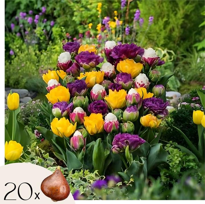 Produktbild Plant in a Box Tulipa Candy Love (10 cm)