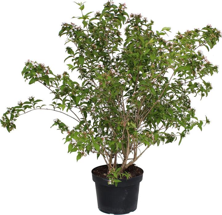 Produktbild Zulauf Koreanische Duft - Abelie / Abelia mosanensis (70 cm)