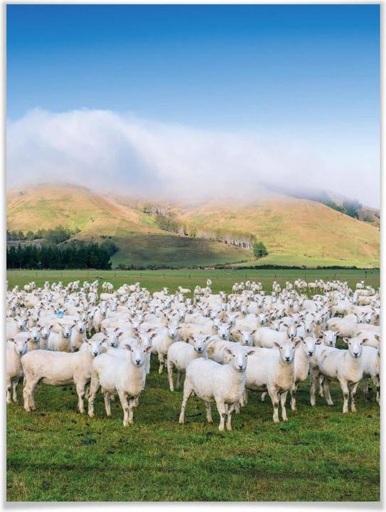 Produktbild Trenddeko Schafherde in Neuseeland (80 x 100 cm)