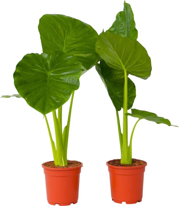 Actual product image Plant in a Box Alocasia Odora - Set of 2 Large Elephant Ear (55 cm)