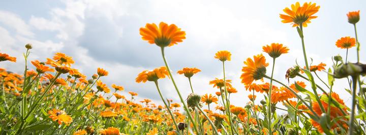 Produktbild Weleda Baby Calendula