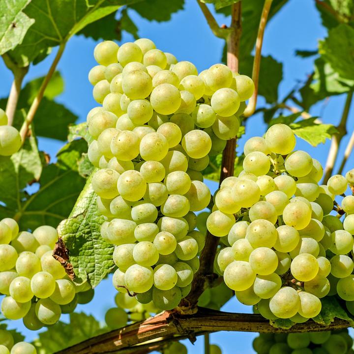 Image du produit Plant in a Box Vitis vinifera 'Chardonnay' - Set de 3 plants de raisin (25 cm)