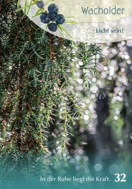 Produktbild Berk Baumgefährten - Orakelkarten