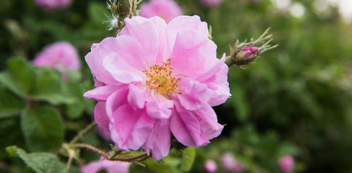 Immagine prodotto Weleda Rosa selvatica (30 ml, Crema notte)