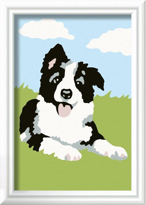 Produktbild Ravensburger Malen nach Zahlen - Border Collie Welpe
