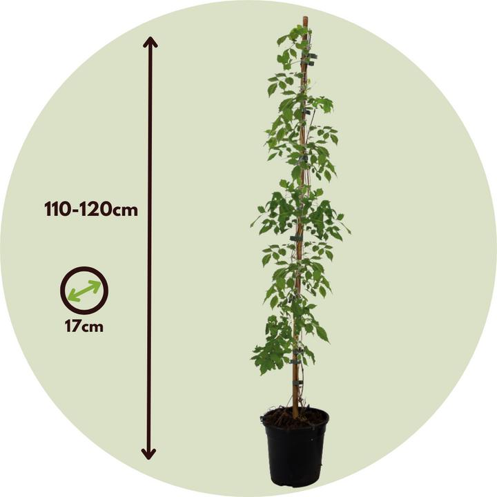 Actual product image Plant in a Box Campsis radicans - set of 2 trumpet climbers (110 cm)