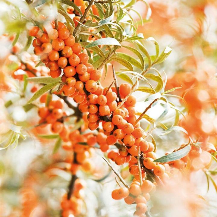 Immagine prodotto Weleda Olio trattante all'olivello spinoso (Olio corpo, 100 ml)