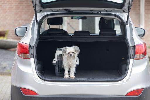 Immagine prodotto Karlie Box di trasporto Nomad Top Loader (Gatto, Cane, Chiudibile a chiave)