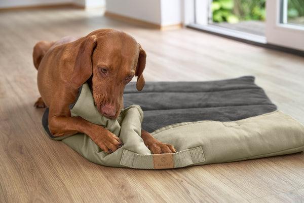 Actual product image Palopa Alma (Dog)