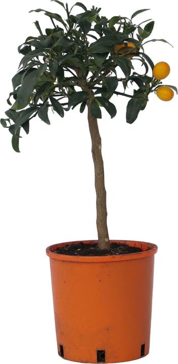 Actual product image Plant in a Box Citrus microcarpa fortunella Kumquat - (50 cm)