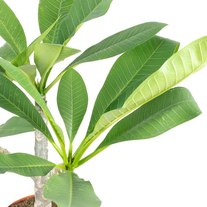 Produktbild Flowerbox Westindische Frangipani - Plumeria alba