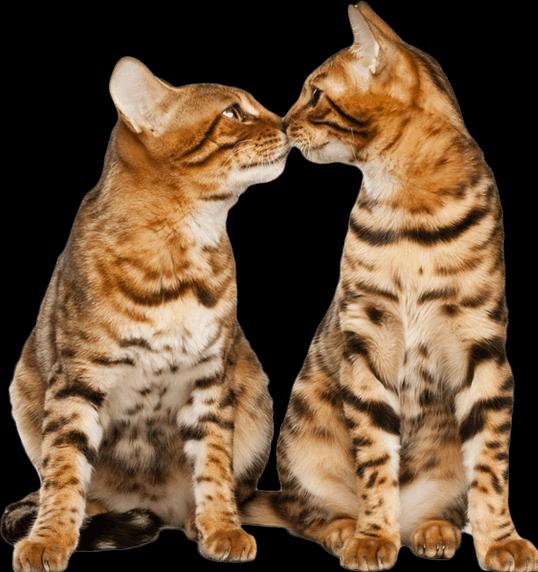 Immagine prodotto Feliway Bottiglia di ricarica Optimum Trio (Gatto, 144 ml)