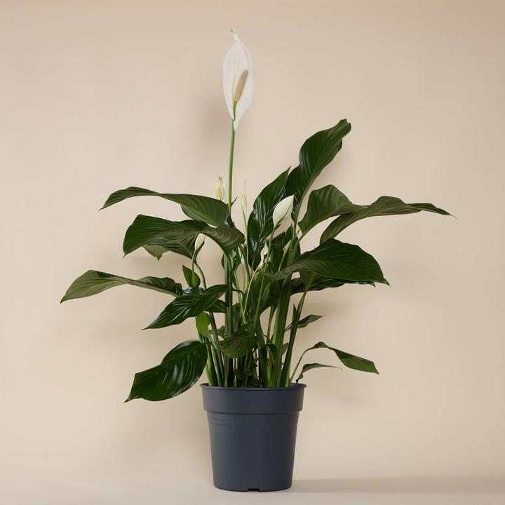 Produktbild Mary and Plants Peace Lily Terrakotta (85 cm)