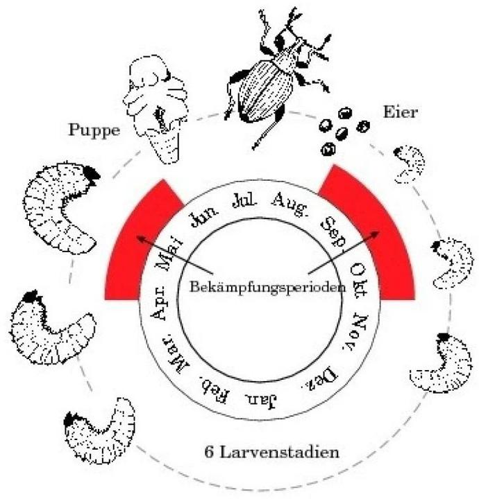 Produktbild Neudorff Dickmaulrüssler-Nematoden (Bestell-Set mit Bestellgutschein) (Schadinsekten)