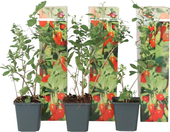 Produktbild Plant in a Box Lycium barbarum - 3er Set Goji Pflanzen (25 cm)