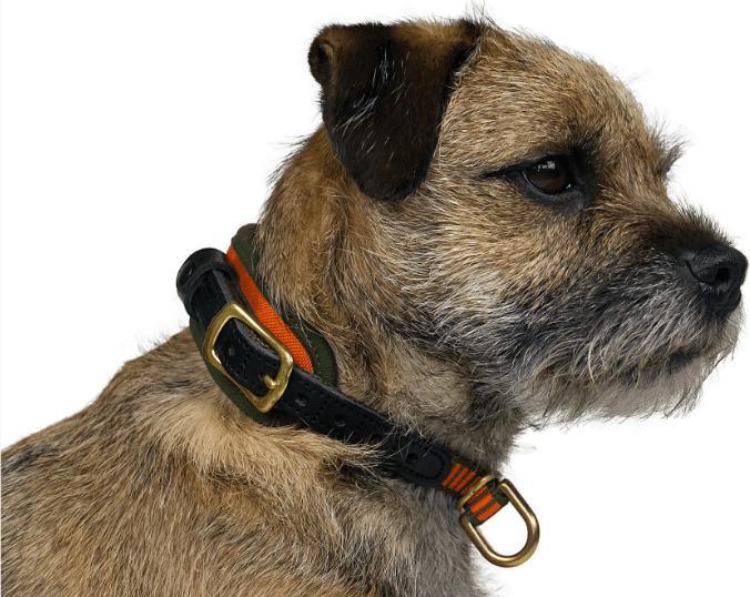 Actual product image Niggeloh Collar DeLuxe (S, Dog, General)
