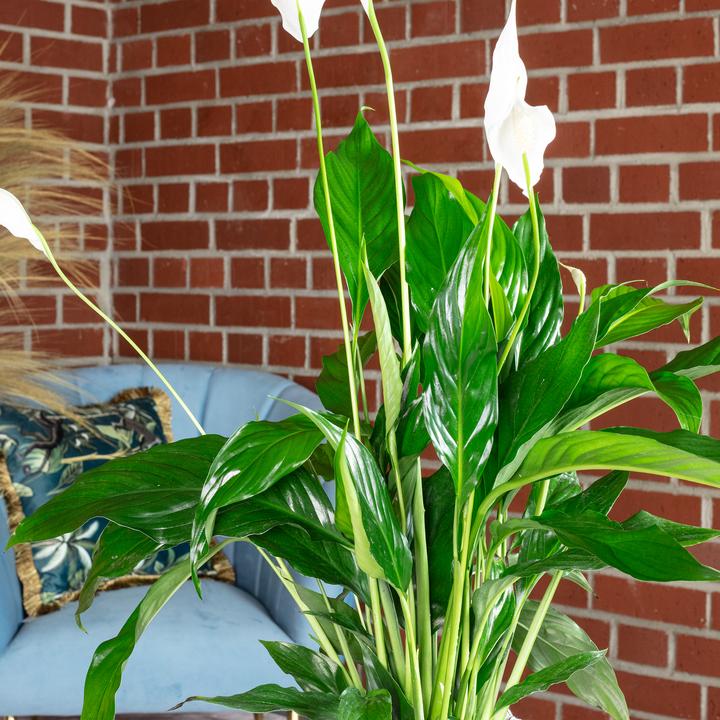 Produktbild Flowerbox Einblatt - Spathiphyllum (50 cm)