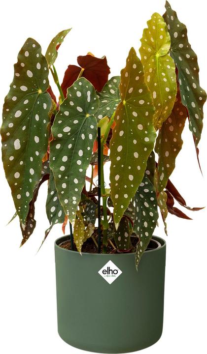 Actual product image Elho b.for soft (18.30 cm)