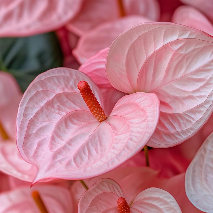 Immagine prodotto Plant in a Box Anthurium 'Colorado Pink" - (40 cm)